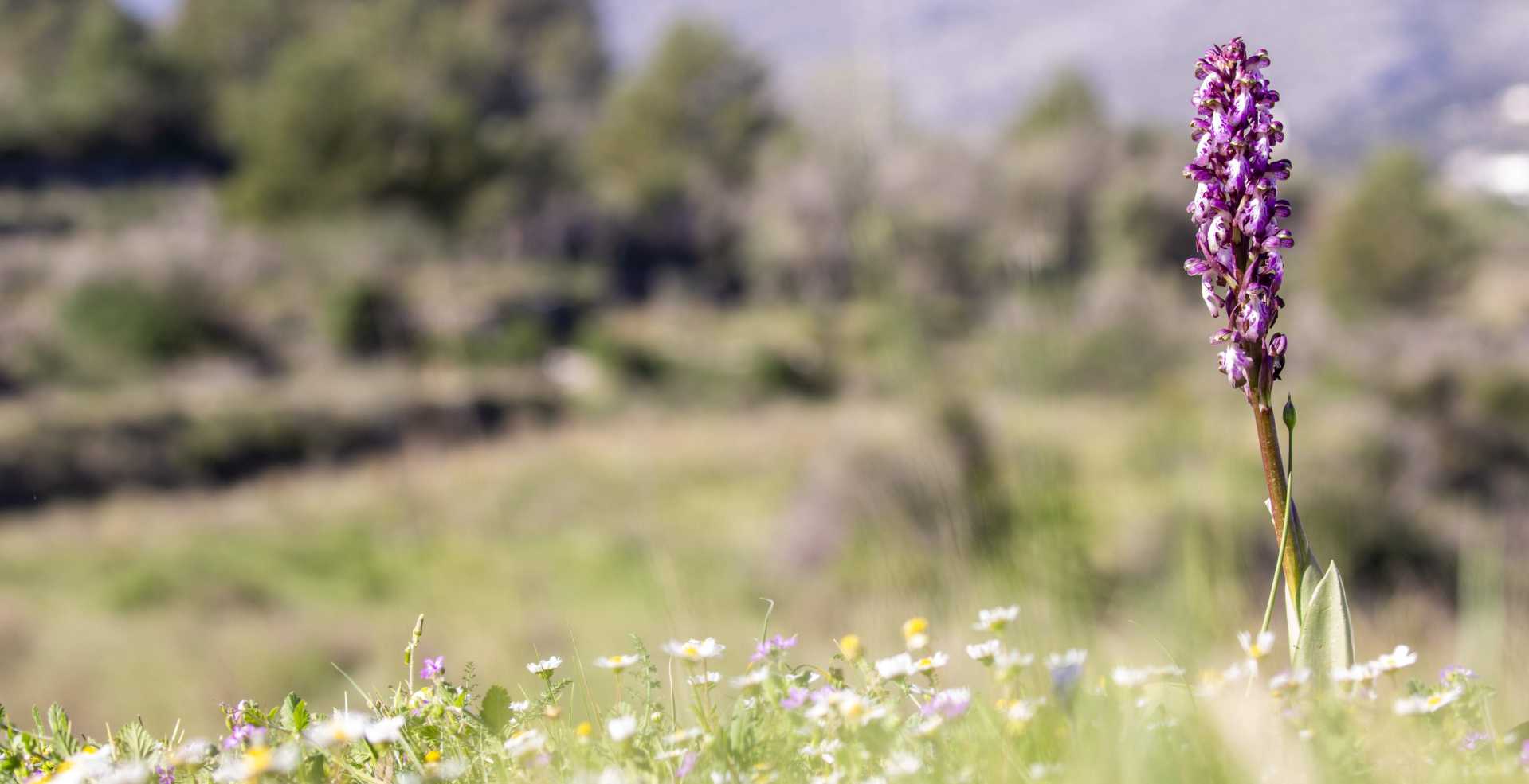 Orquídea silvestre en la Comunitat Valenciana. Javier Blasco