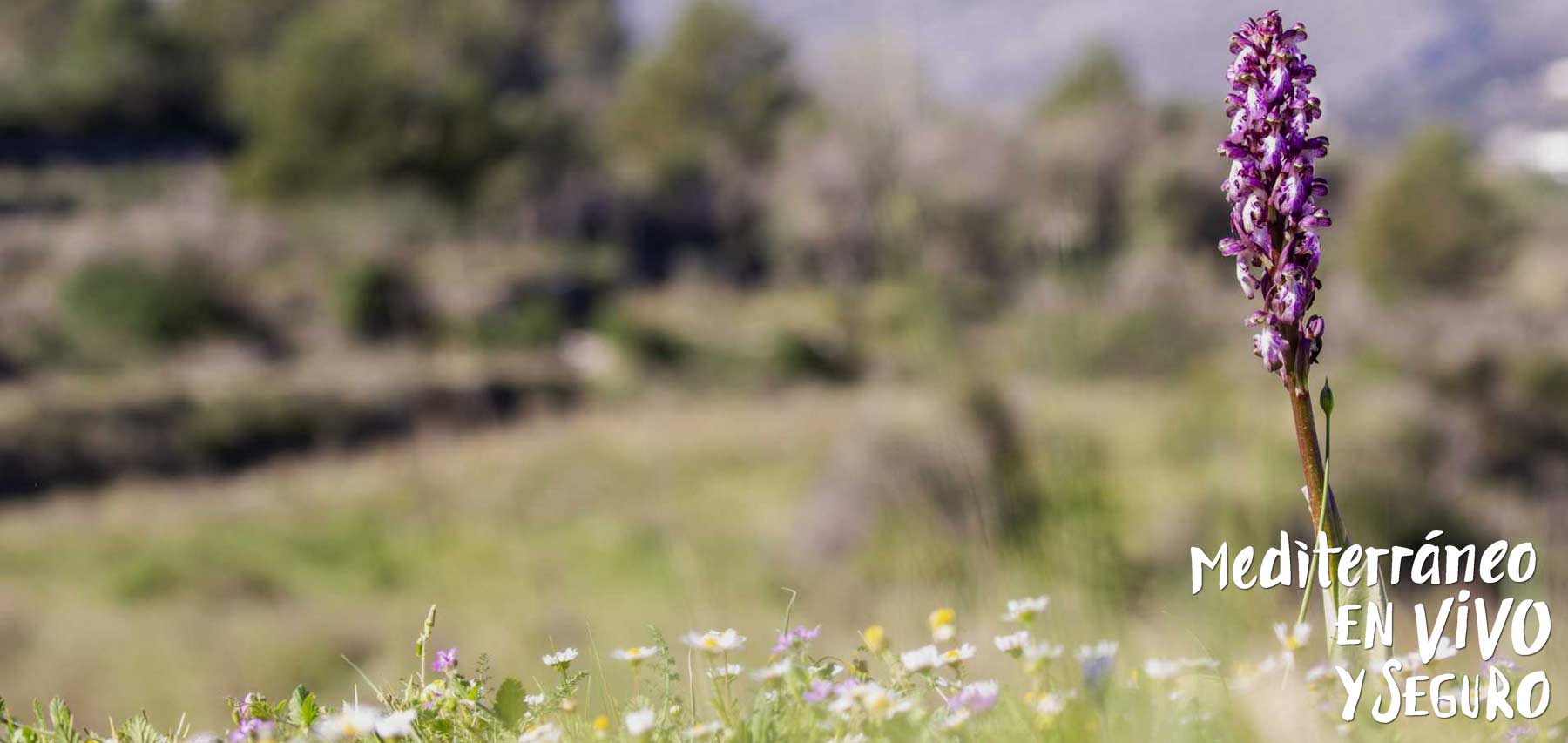 Orquídea silvestre en la Comunitat Valenciana. Javier Blasco