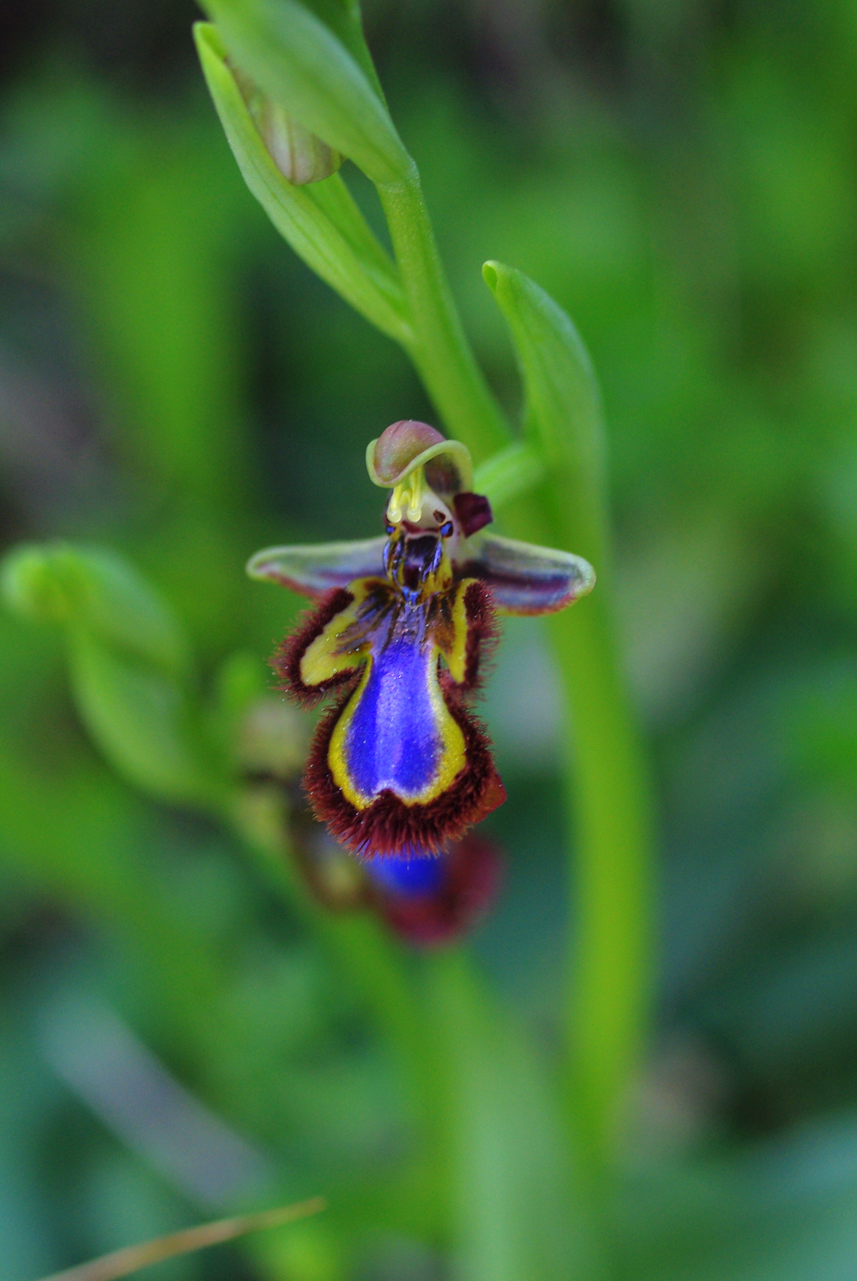 Orquídeas silvestres: ¡Nuestro pequeño tesoro botánico! | Recursos |  Ecoturismo en la Comunitat Valenciana