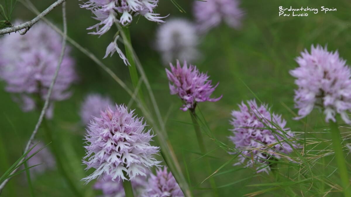 La Comunitat Valenciana, un paraíso para las orquídeas silvestres |  Artículo blog | Ecoturismo en la Comunitat Valenciana