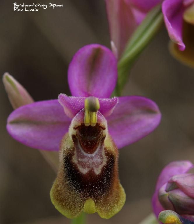 La Comunitat Valenciana, un paraíso para las orquídeas silvestres |  Artículo blog | Ecoturismo en la Comunitat Valenciana